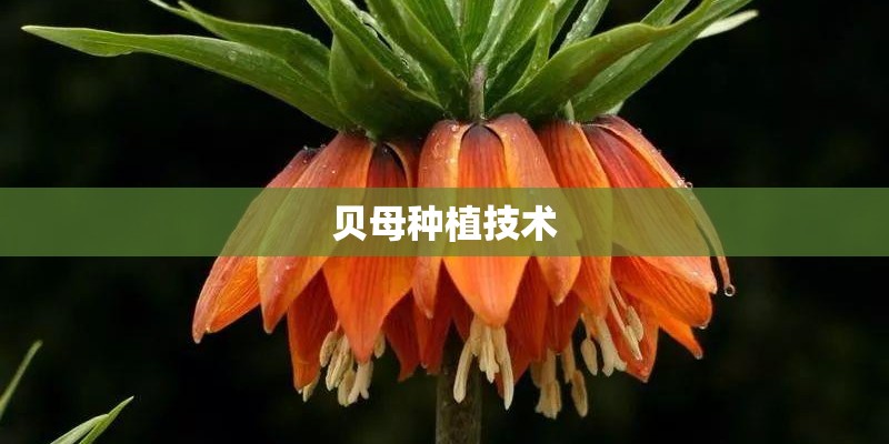 贝母种植技术