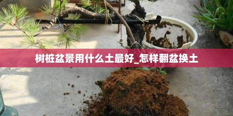 树桩盆景用什么土最好_怎样翻盆换土 树桩盆景用什么土最好_怎样翻盆换土