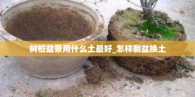 树桩盆景用什么土最好_怎样翻盆换土 树桩盆景用什么土最好_怎样翻盆换土