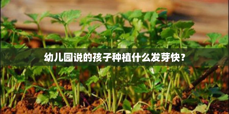 幼儿园说的孩子种植什么发芽快? 幼儿园说的孩子种植什么发芽快?