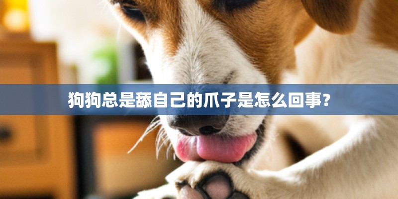 狗狗总是舔自己的爪子是怎么回事？