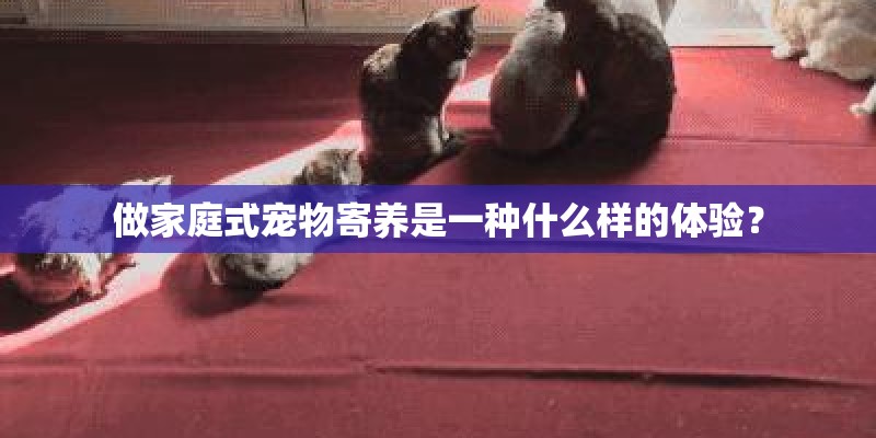 做家庭式宠物寄养是一种什么样的体验？