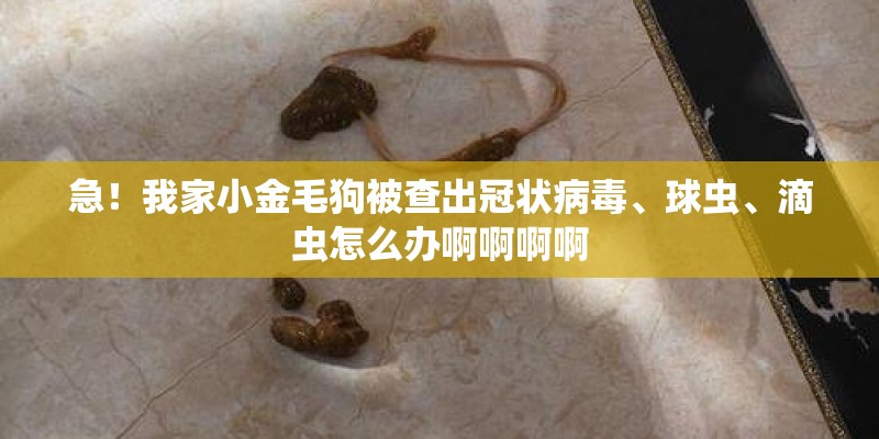 急!我家小金毛狗被查出冠状病毒、球虫、滴虫怎么办啊啊啊啊 急!我家小金毛狗被查出冠状病毒、球虫、滴虫怎么办啊啊啊啊
