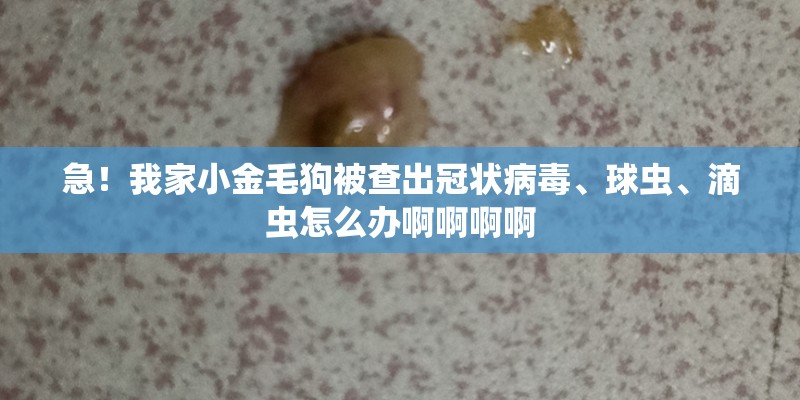 急!我家小金毛狗被查出冠状病毒、球虫、滴虫怎么办啊啊啊啊 急!我家小金毛狗被查出冠状病毒、球虫、滴虫怎么办啊啊啊啊