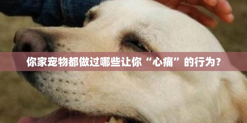你家宠物都做过哪些让你“心痛”的行为? 你家宠物都做过哪些让你“心痛”的行为?
