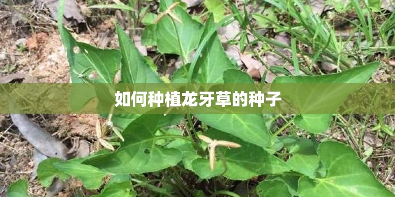 如何种植龙牙草的种子 如何种植龙牙草的种子