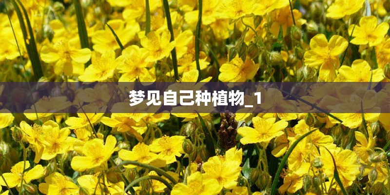 梦见自己种植物_1 梦见自己种植物_1