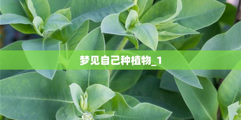 梦见自己种植物_1 梦见自己种植物_1