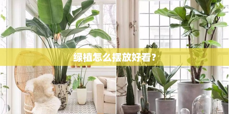 绿植怎么摆放好看? 绿植怎么摆放好看?