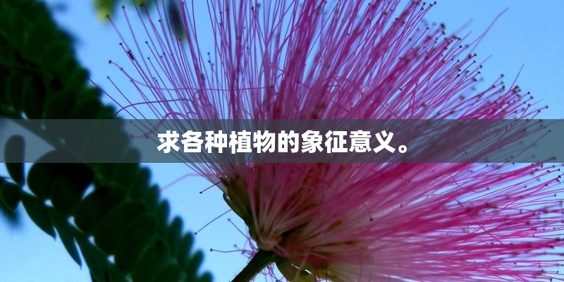 求各种植物的象征意义。 求各种植物的象征意义。