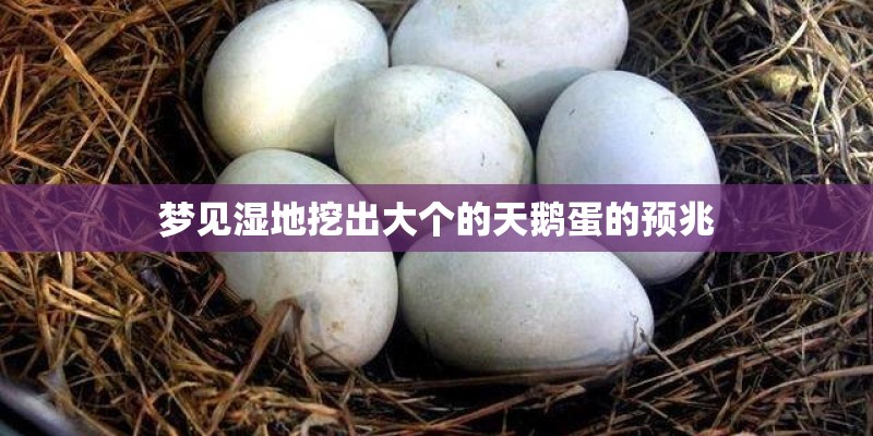 梦见湿地挖出大个的天鹅蛋的预兆