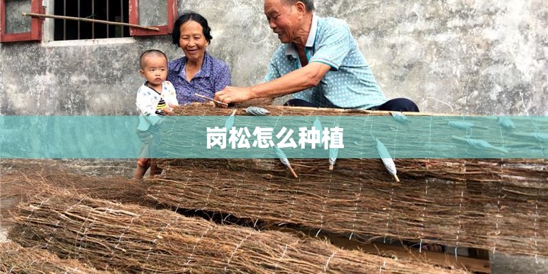 岗松怎么种植 岗松怎么种植