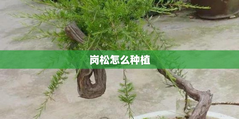 岗松怎么种植 岗松怎么种植