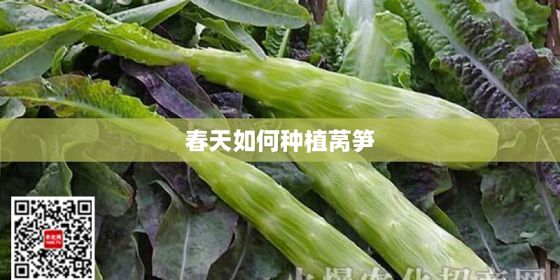 春天如何种植莴笋