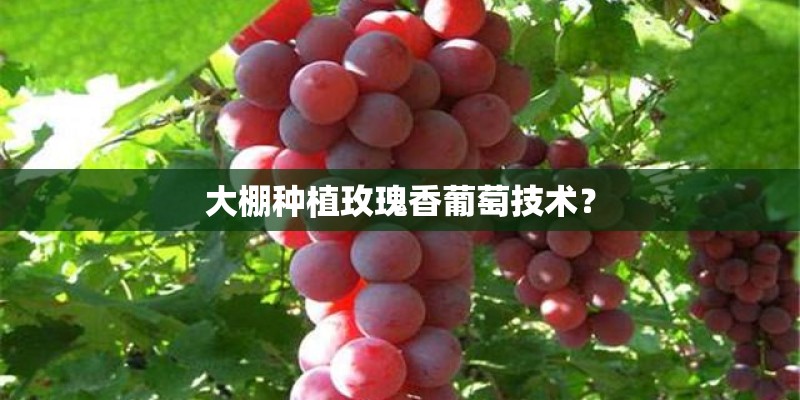 大棚种植玫瑰香葡萄技术？