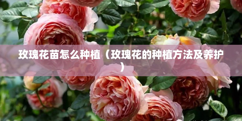 玫瑰花苗怎么种植（玫瑰花的种植方法及养护）