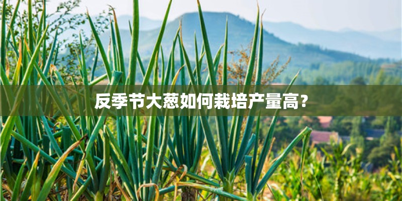 反季节大葱如何栽培产量高? 反季节大葱如何栽培产量高?