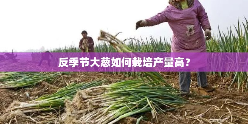 反季节大葱如何栽培产量高? 反季节大葱如何栽培产量高?