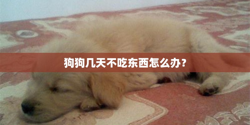 狗狗几天不吃东西怎么办? 狗狗几天不吃东西怎么办?