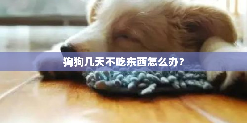狗狗几天不吃东西怎么办? 狗狗几天不吃东西怎么办?