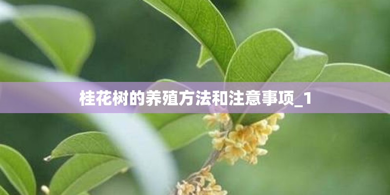 桂花树的养殖方法和注意事项_1 桂花树的养殖方法和注意事项_1