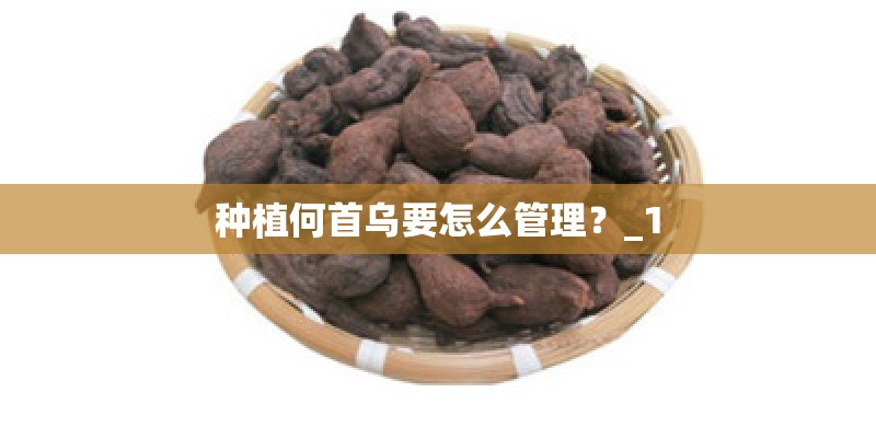 种植何首乌要怎么管理？_1
