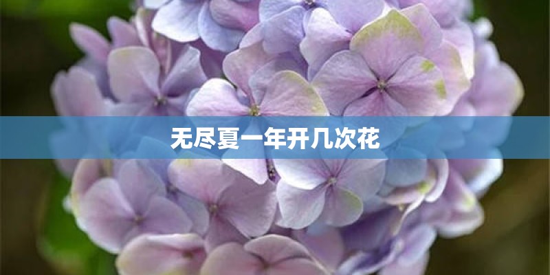 无尽夏一年开几次花 无尽夏一年开几次花