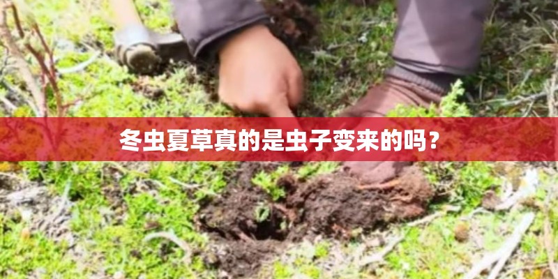 冬虫夏草真的是虫子变来的吗？