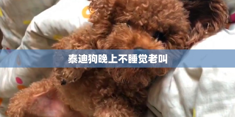 泰迪狗晚上不睡觉老叫