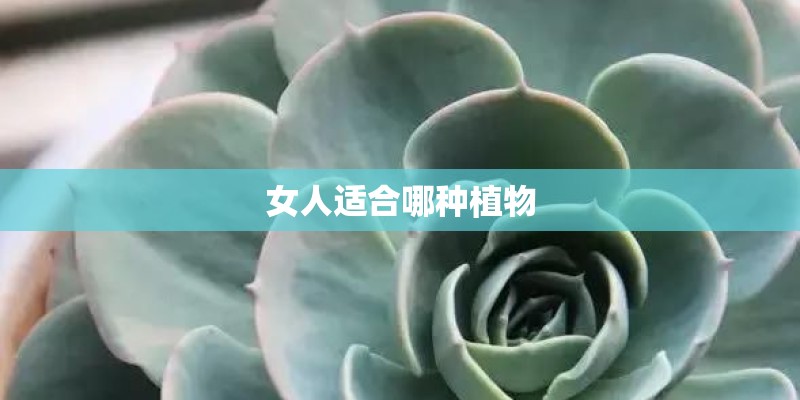 女人适合哪种植物