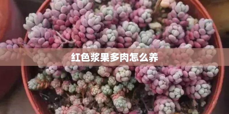 红色浆果多肉怎么养 红色浆果多肉怎么养
