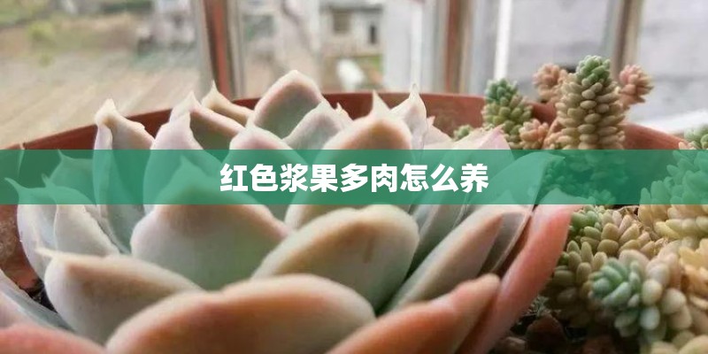 红色浆果多肉怎么养 红色浆果多肉怎么养