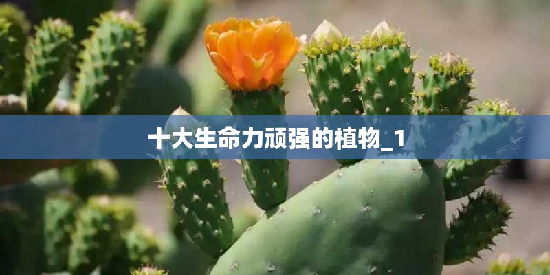 十大生命力顽强的植物_1 十大生命力顽强的植物_1