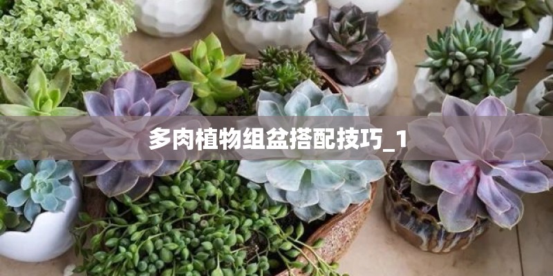 多肉植物组盆搭配技巧_1 多肉植物组盆搭配技巧_1