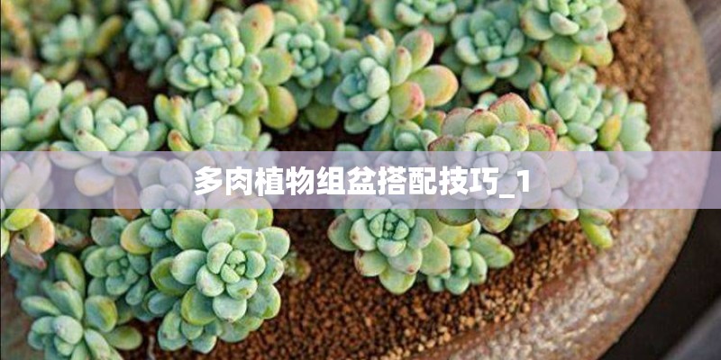 多肉植物组盆搭配技巧_1 多肉植物组盆搭配技巧_1