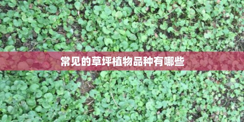 常见的草坪植物品种有哪些 常见的草坪植物品种有哪些