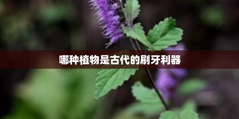 哪种植物是古代的刷牙利器