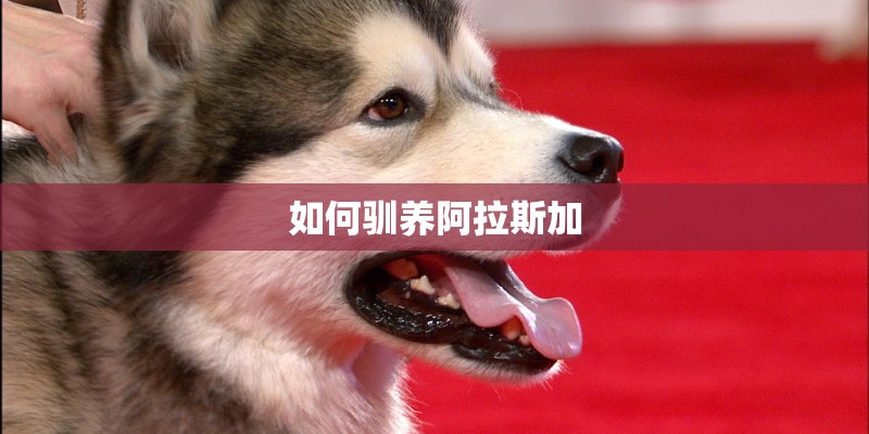 如何驯养阿拉斯加 如何驯养阿拉斯加