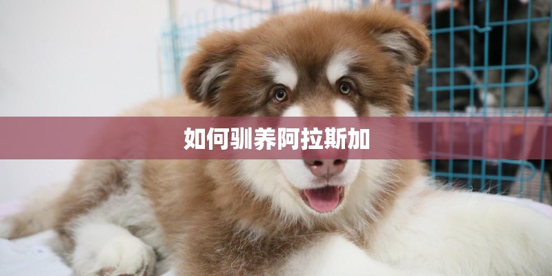 如何驯养阿拉斯加 如何驯养阿拉斯加