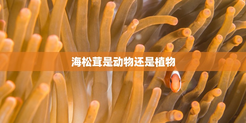 海松茸是动物还是植物