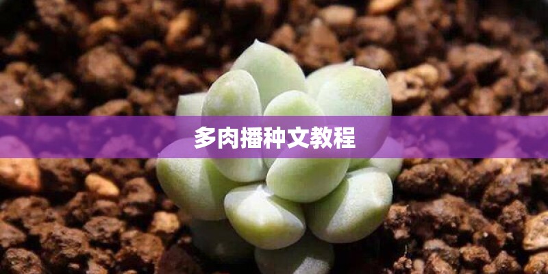 多肉播种文教程