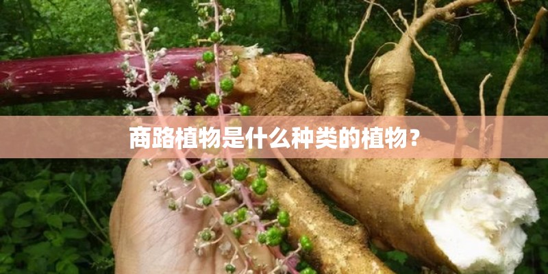 商路植物是什么种类的植物？
