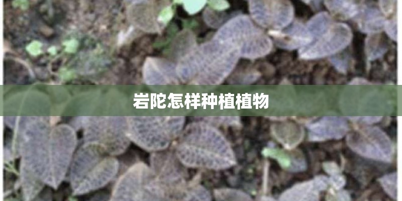 岩陀怎样种植植物