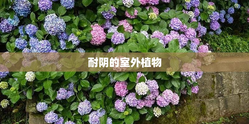 耐阴的室外植物
