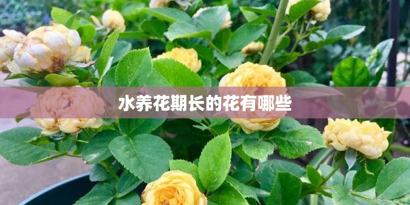水养花期长的花有哪些 水养花期长的花有哪些