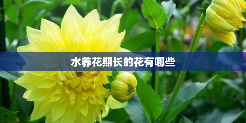水养花期长的花有哪些 水养花期长的花有哪些