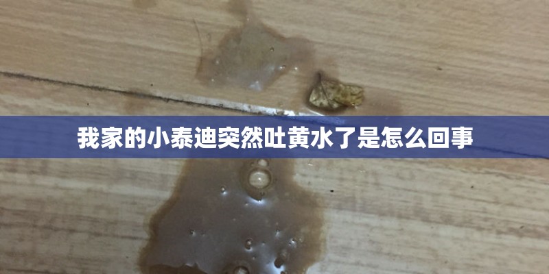 我家的小泰迪突然吐黄水了是怎么回事
