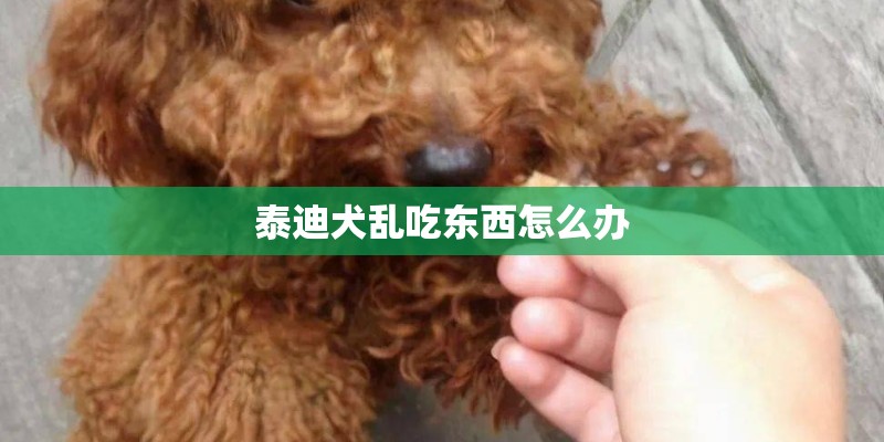泰迪犬乱吃东西怎么办 泰迪犬乱吃东西怎么办