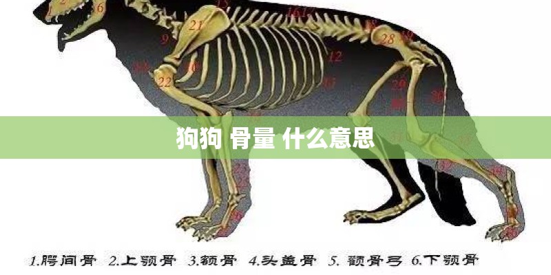 狗狗 骨量 什么意思 狗狗 骨量 什么意思