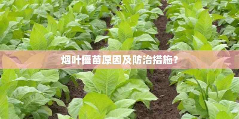 求教这样浅浅的茶杯大小花盆适合什么品种肉肉